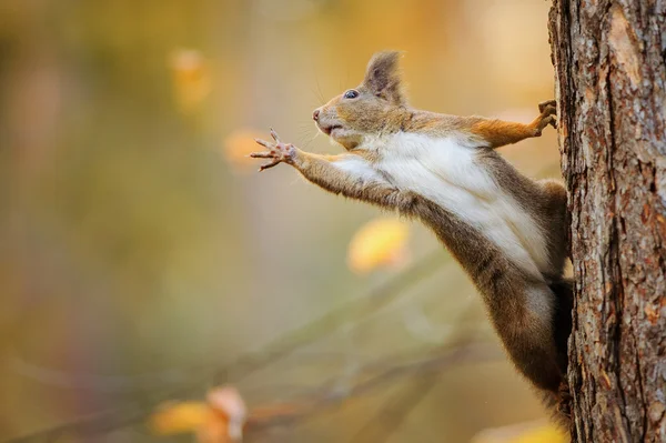 Eichhörnchen greift eifrig nach dem, was sie am meisten will — Stockfoto