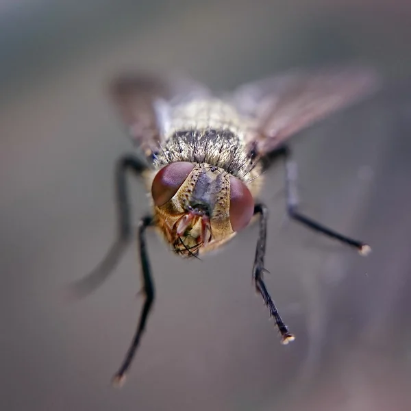 Περίεργος μύγα με το κεφάλι σε όρθια θέση. Μύγα από μπροστινή όψη πολύ κοντινό πλάνο αναλυτικά — Φωτογραφία Αρχείου