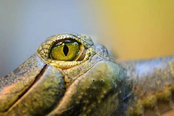 Auge von gharial. Gavial aus Nahaufnahme — Stockfoto