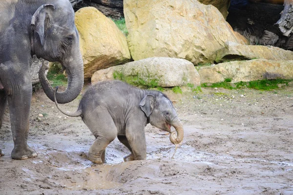 Baby elephant with his mother in mud