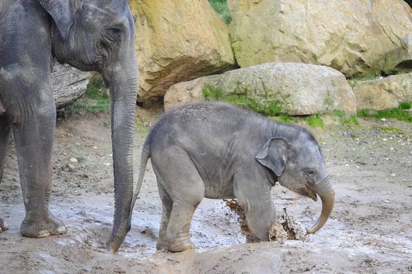 Éléphant nouveau-né dans la boue avec sa mère — Photo