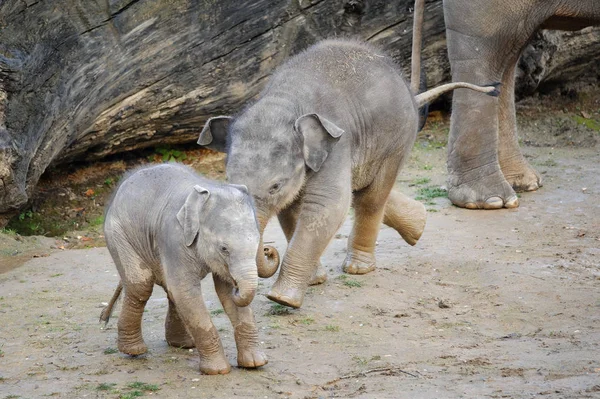 Deux bébés éléphants mignons dans le jeu amusant — Photo
