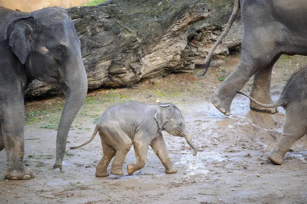 Bébé éléphant dans un troupeau d'éléphants — Photo