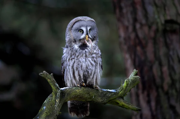 Great grey owl eating prey — Stock Photo, Image