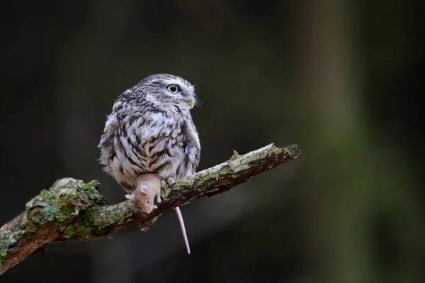 Little owl with mouse prey — Stock Photo, Image