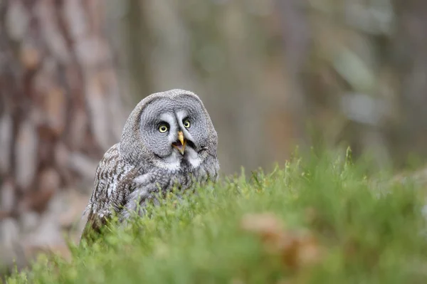 Grand hibou gris crier dans l'herbe — Photo