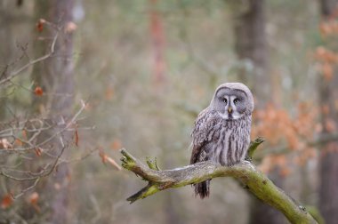 Ağaç dalı üzerinde büyük gri baykuş