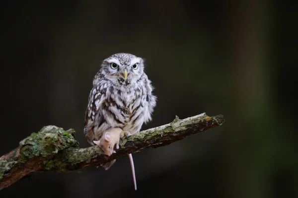 Little owl with hunted down mouse — Stock Photo, Image