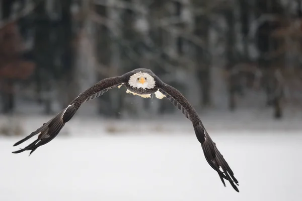 Flying bald eagle - Majestic symbol of the USA — Stock Photo, Image