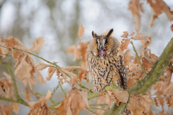 Кричащая длинноухая сова на ветке дерева — стоковое фото