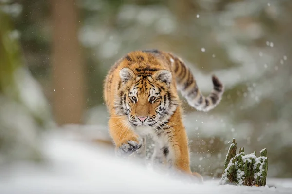 Tiger jakt ner bytet från framsidan på vintern — Stockfoto