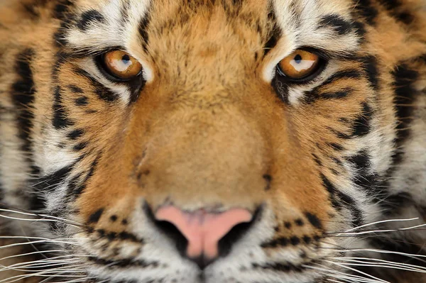 Retrato de tigre. Cara de mirada agresiva. Peligro mirada . — Foto de Stock