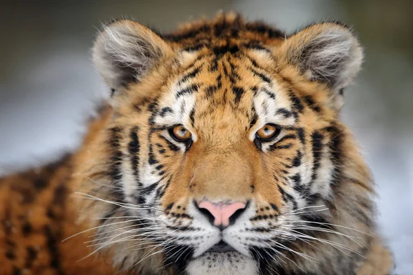 Retrato de tigre. Cara de olhar agressiva. Olhar de perigo . — Fotografia de Stock