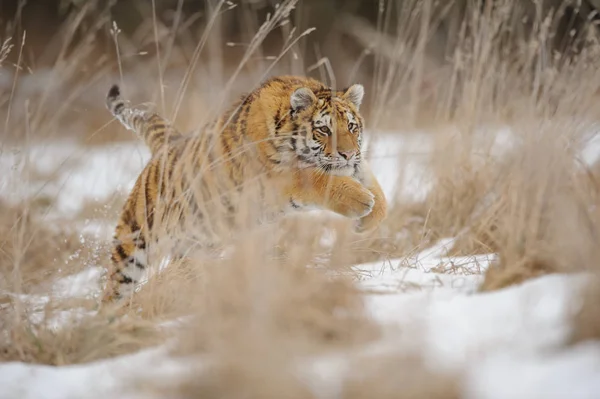 Tigre saltando na grama amarela no inverno — Fotografia de Stock