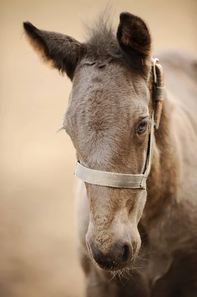 Horse colt profile from front side. Nice brown newborn foal — Stock Photo, Image