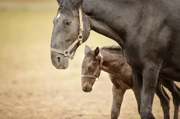 Følge sin mor. Hest med unghest på gressmark – stockfoto