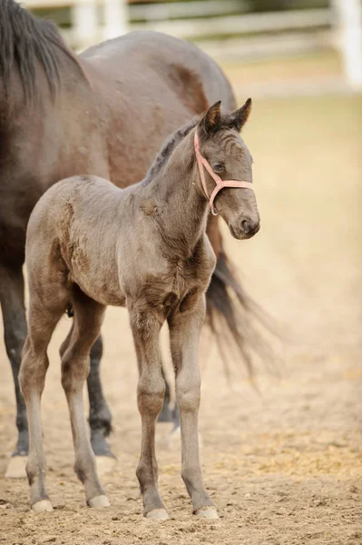 Brown foal standing next to filly in corral — Stock Photo, Image