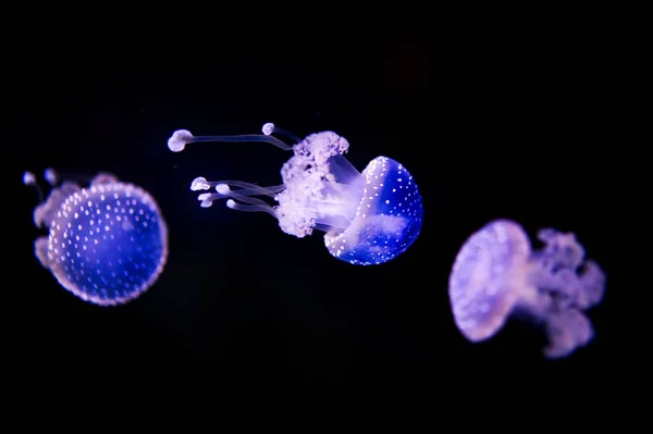 Medusas de manchas blancas - Phyllorhiza punctata. Medusa aislada sobre fondo negro —  Fotos de Stock