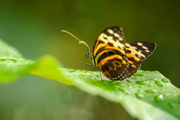 Beautiful butterfly on green leaf between waterdrops — Stock Photo, Image
