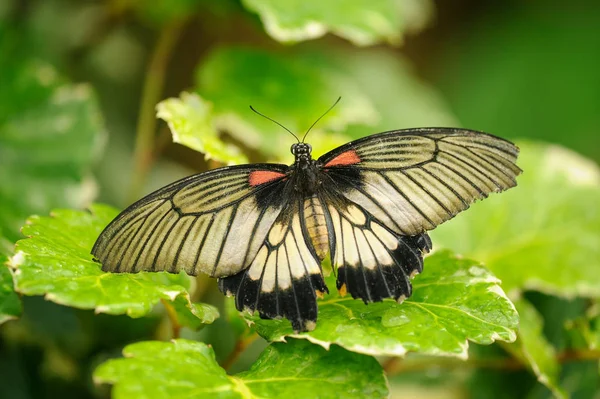 Große Mormonen mit offenen Flügeln auf grünen Blättern. schöne Nahaufnahme Schmetterling — Stockfoto