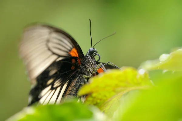 Closeup λεπτομέρεια στο κεφάλι του πεταλούδα μεγάλη Μορμόνων — Φωτογραφία Αρχείου