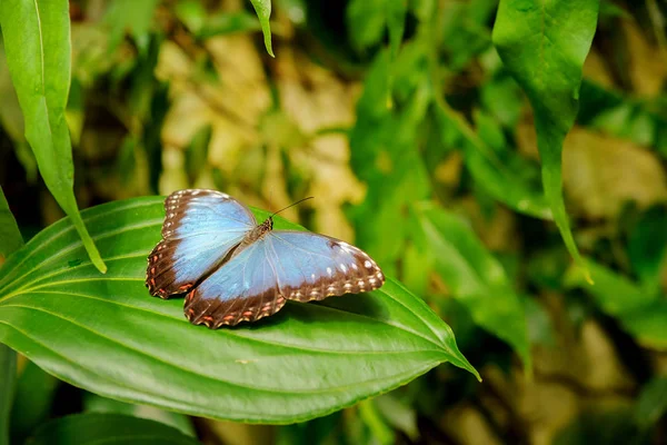 Mariposa azul con alas abiertas en hoja verde — Foto de Stock