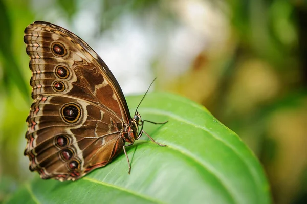 Butterfly from side with closeup wings on green leaf — Stock Photo, Image