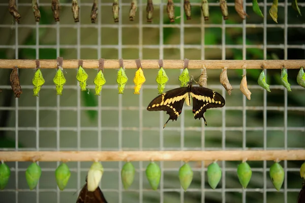 Schmetterlingskokons mit geschlüpftem Schmetterling — Stockfoto