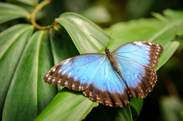 Yeşil yaprak üzerinde açık kanatlı mavi kelebek — Stok fotoğraf