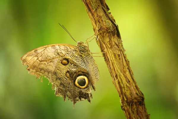 Πεταλούδα σε κλαδί με closeup φτερά δείχνει δύναμη του μιμητισμού — Φωτογραφία Αρχείου