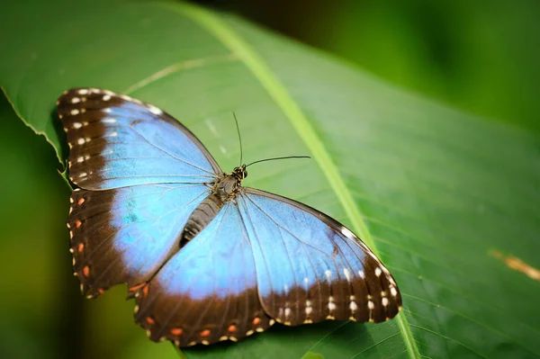 Yeşil yaprak üzerinde açık kanatlı mavi kelebek — Stok fotoğraf