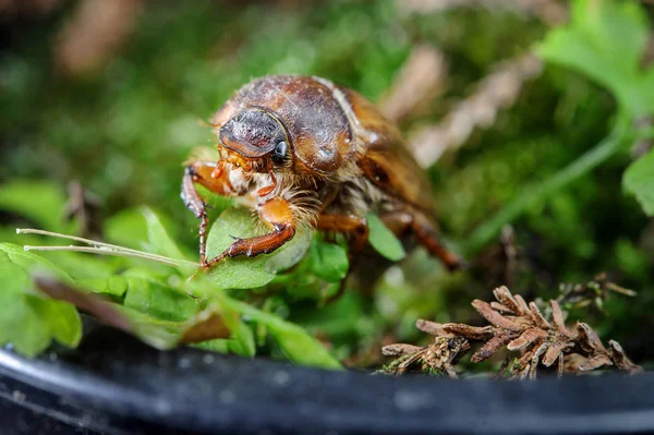 Maikäfer auf grünem Rasen. Gefährlicher Schädling im Garten — Stockfoto