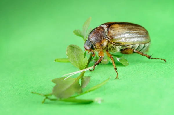 Common cockchafer from side view on green background with leaves — Stock Photo, Image