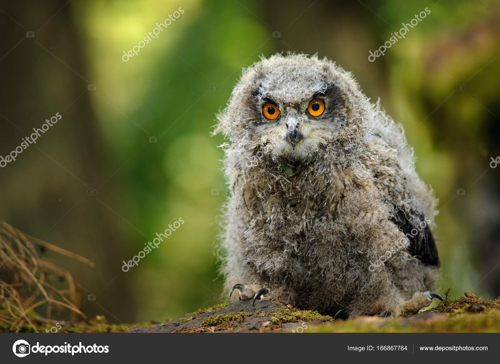 Junges eurasisches Uhu-Baby – Stockfoto © duben #166867764, image size:1600x1165