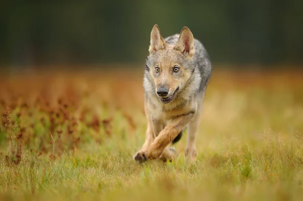 Correndo filhote de lobo de vista frontal — Fotografia de Stock