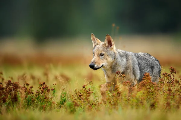 Λύκου σκύμνος χτυπητός σε πολύχρωμο χορτάρι — Φωτογραφία Αρχείου