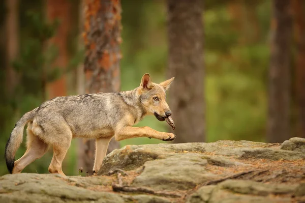 Loup ourson avec écorce dans la bouche — Photo