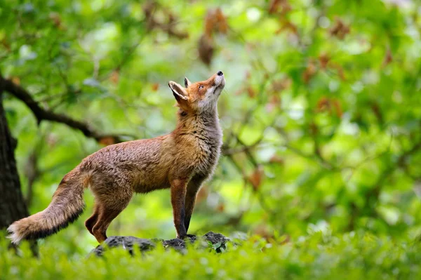 Fox met mooie forrest achtergrond — Stockfoto