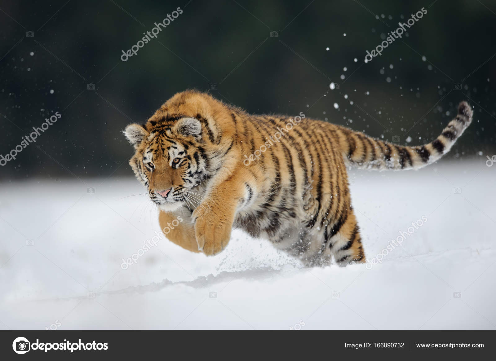 picture Un Tigre Saltando depositphotos