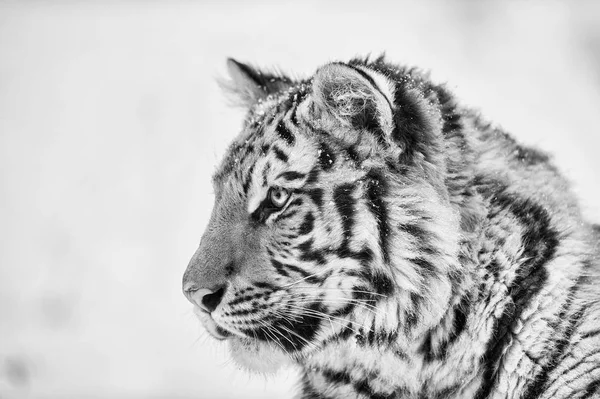 Retrato de tigre em preto e branco — Fotografia de Stock