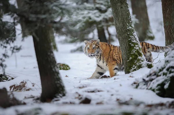 Tigre siberiano caminhando na floresta — Fotografia de Stock