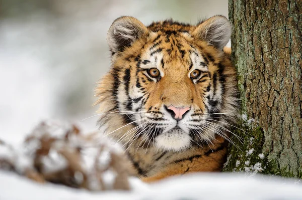 Тигр дивиться з дерева — стокове фото