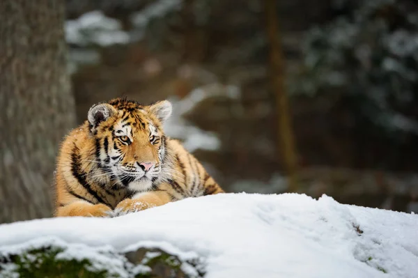 Tigre deitado na neve — Fotografia de Stock