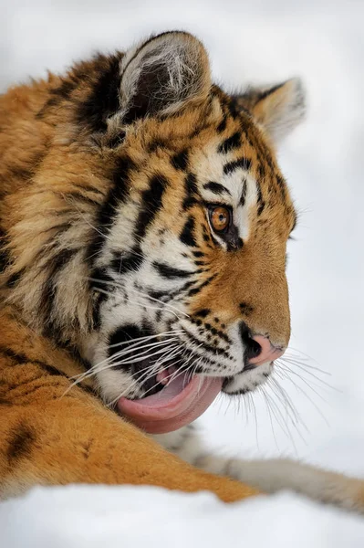 Tigre limpiarse por la lengua — Foto de Stock