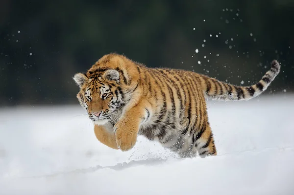 Tiger jumping on snow — Stock Photo, Image