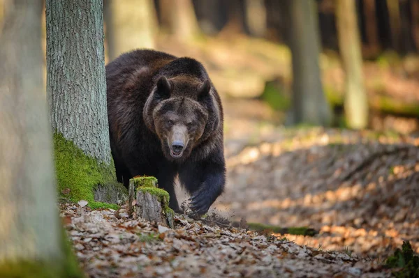 Urso marrom na floresta — Fotografia de Stock