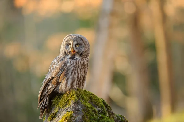 Grote grijze uil zittend op mossy steen — Stockfoto