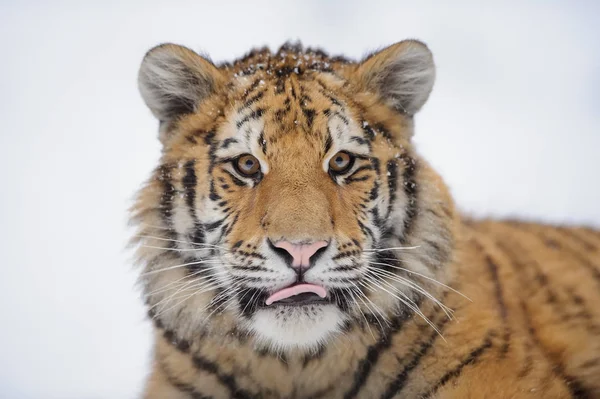Tigre siberiano en invierno — Foto de Stock