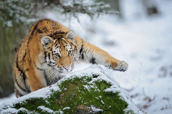 攻撃の前に雪の上の虎 — ストック写真