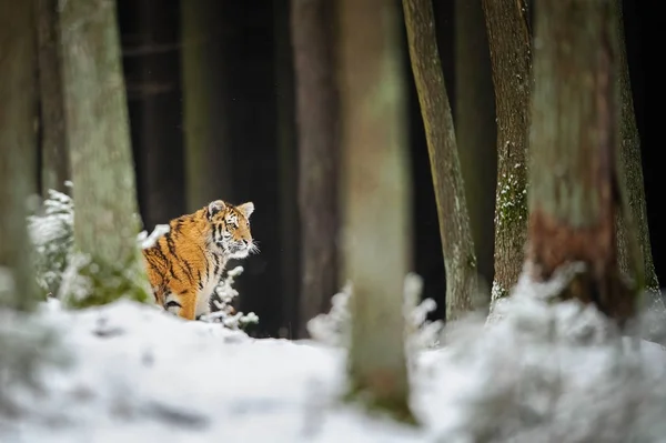 Tigre na floresta de inverno — Fotografia de Stock